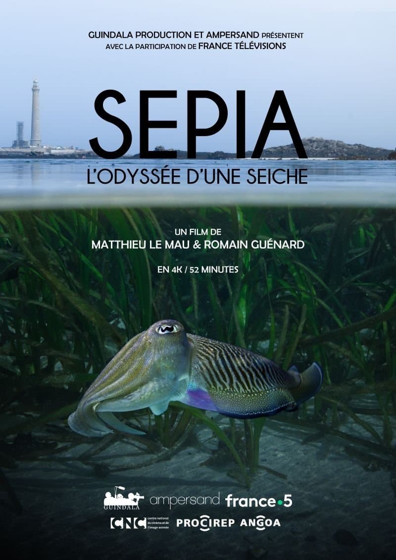 Sépia, l'odyssée d'une seiche
